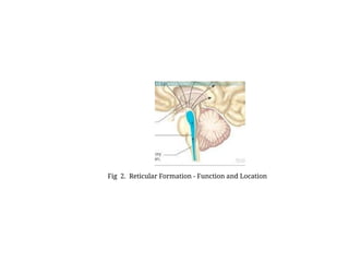 Reticular formation_nuclei_afferent_efferent | PPTX