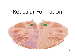 Power point presentation of Reticular Formation .pptx