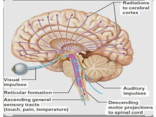 Power point presentation of Reticular Formation .pptx