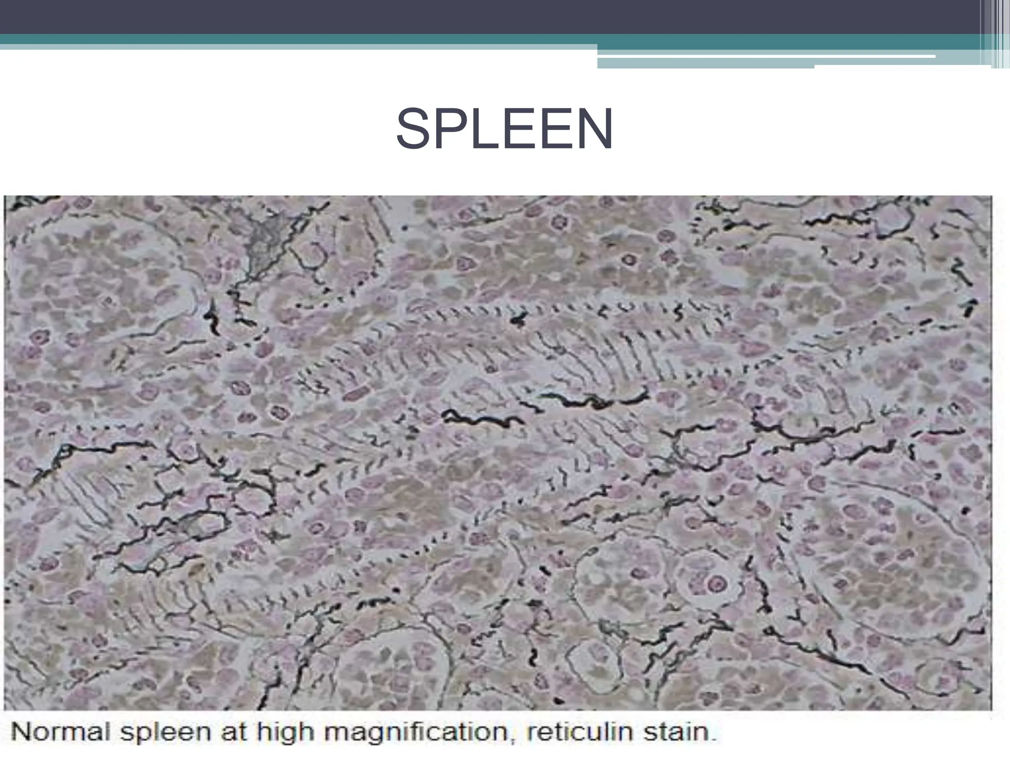 RETICULIN STAIN SEMINAR 24.5.pptx