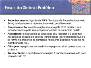 Fases da Síntese Protéica


• Reconhecimento: ligação da PRS (Partícula de Reconhecimento do
  Sinal) ao ribossomo e reconhecimento do peptídeo sinal.
• Direcionamento: a conformação adotada pela PRS facilita o seu
  reconhecimento pelo seu receptor ancorado na superfície do RE.
• Associação: o ribossomo se ancora ao seu receptor e o peptídeo
  nascente se associa ao poro de translocação (poro fisiológico que só
  se forma na presença de complexo ribossomo-peptídeo nascente na
  membrana do RE).
• Clivagem: a peptidase do sinal cliva o peptídeo sinal da estrutura da
  proteína.
• Transferência: o peptídeo em formação é transferido através do poro
  para a luz do RE.
 