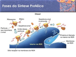 Fases da Síntese Protéica

                                       Citosol


       Ribossomo    RNAm                    Seqüência sinal
                                            é removida

                    Seqüência-sinal
Partícula
                   União dessa
que reconhece
                   partícula
o sinal
                                                              Proteína é liberada
                                                              no interior do RER

                                                                     Membrana
                                                                      do RER
                                  Interior do RER


       Sítio receptor na membrana do RER
 
