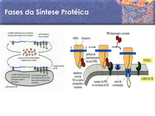 Fases da Síntese Protéica
 