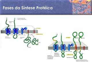 Fases da Síntese Protéica
 
