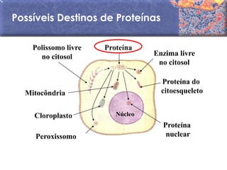 Possíveis Destinos de Proteínas

    Polissomo livre   Proteína
      no citosol                  Enzima livre
                                   no citosol

                                    Proteína do
  Mitocôndria                       citoesqueleto


    Cloroplasto          Núcleo
                                    Proteína
    Peroxissomo                      nuclear
 