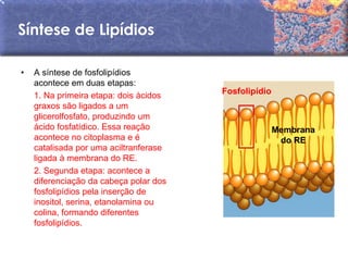 Síntese de Lipídios

•   A síntese de fosfolipídios
    acontece em duas etapas:
    1. Na primeira etapa: dois ácidos   Fosfolipídio
    graxos são ligados a um
    glicerolfosfato, produzindo um
    ácido fosfatídico. Essa reação                     Membrana
    acontece no citoplasma e é                          do RE
    catalisada por uma aciltranferase
    ligada à membrana do RE.
    2. Segunda etapa: acontece a
    diferenciação da cabeça polar dos
    fosfolipídios pela inserção de
    inositol, serina, etanolamina ou
    colina, formando diferentes
    fosfolipídios.
 