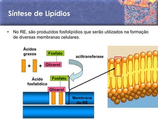 Síntese de Lipídios

• No RE, são produzidos fosfolipídios que serão utilizados na formação
  de diversas membranas celulares.

       Ácidos
       graxos          Fosfato
                                   aciltransferase

          +     +   Glicerol


           Ácido        Fosfato
         fosfatídico
                       Glicerol

                                  Membrana
                                   do RE
 