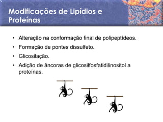 Modificações de Lipídios e
Proteínas

 • Alteração na conformação final de polipeptídeos.
 • Formação de pontes dissulfeto.
 • Glicosilação.
 • Adição de âncoras de glicosilfosfatidilinositol a
   proteínas.
 