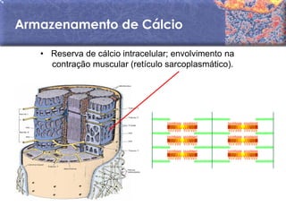 Armazenamento de Cálcio

   • Reserva de cálcio intracelular; envolvimento na
     contração muscular (retículo sarcoplasmático).
 