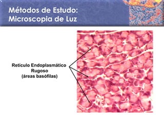 Métodos de Estudo:
Microscopia de Luz




Retículo Endoplasmático
         Rugoso
    (áreas basófilas)
 