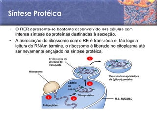 Síntese Protéica

• O RER apresenta-se bastante desenvolvido nas células com
  intensa síntese de proteínas destinadas à secreção.
• A associação do ribossomo com o RE é transitória e, tão logo a
  leitura do RNAm termine, o ribossomo é liberado no citoplasma até
  ser novamente engajado na síntese protéica.
                         Brotamento de                     4
                         vesícula de
                         transporte

         Ribossomo
                                                                  Vesícula transportadora
                                                                  de (glico-) proteína
                                         Cadeia            3
                                         de
                                         açúcar

                                                  Glicoproteína
                        1                   2                         R.E. RUGOSO

                     Polipeptídeo
 
