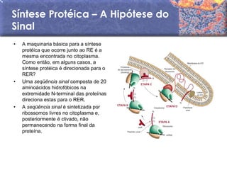 Síntese Protéica – A Hipótese do
Sinal
•   A maquinaria básica para a síntese
    protéica que ocorre junto ao RE é a
    mesma encontrada no citoplasma.
    Como então, em alguns casos, a
    síntese protéica é direcionada para o
    RER?
•   Uma seqüência sinal composta de 20
    aminoácidos hidrofóbicos na
    extremidade N-terminal das proteínas
    direciona estas para o RER.
•   A seqüência sinal é sintetizada por
    ribossomos livres no citoplasma e,
    posteriormente é clivado, não
    permanecendo na forma final da
    proteína.
 