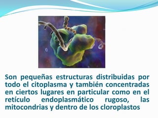 Son pequeñas estructuras distribuidas por
todo el citoplasma y también concentradas
en ciertos lugares en particular como en el
retículo endoplasmático rugoso, las
mitocondrias y dentro de los cloroplastos
 