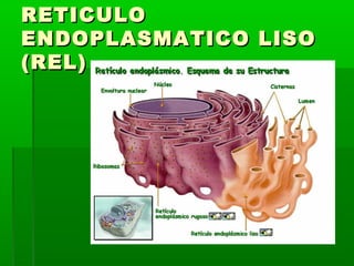 RETICULO
ENDOPLASMATICO LISO
(REL)

 