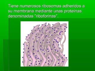 Tiene numerosos ribosomas adheridos a
su membrana mediante unas proteínas
denominadas "riboforinas".

 