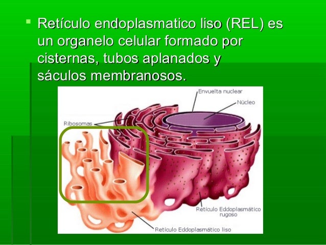 Reticulo endoplasmatico