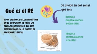 Liso Y Rugoso Reticulo endoplasmatico rugoso y liso- biologia | PDF