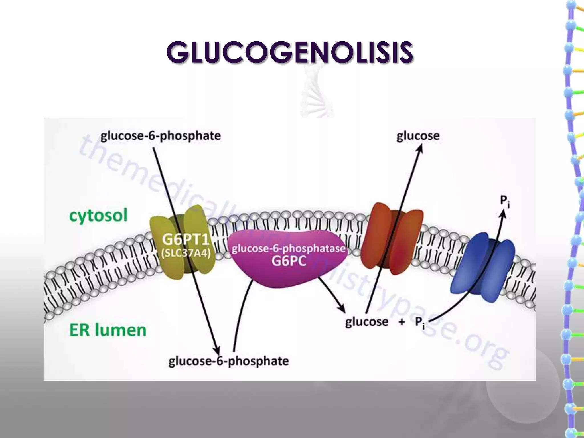 RETÍCULO ENDOPLASMATICO LISO (REL) | PPTX