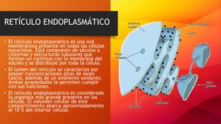 • El retículo endoplasmático es una red
membranosa presente en todas las células
eucariotas. Está compuesto de sáculos o
cisternas y estructuras tubulares que
forman un continuo con la membrana del
núcleo y se distribuye por toda la célula.
• El lumen del retículo se caracteriza por
poseer concentraciones altas de iones
calcio, además de un ambiente oxidante.
Ambas propiedades le permiten cumplir
con sus funciones.
• El retículo endoplasmático es considerado
la organela más grande presente en las
células. El volumen celular de este
compartimiento abarca aproximadamente
el 10 % del interior celular.
RETÍCULO ENDOPLASMÁTICO
 