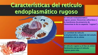 El retículo endoplasmático
rugoso posee ribosomas adheridos a
la membrana (la presencia de
ribosomas le da un aspecto “rugoso”)
El retículo rugoso y el liso se aíslan
fácilmente porque el retículo
rugoso pesa más.
La cantidad de retículo
endoplasmático, depende del estado
metabólico de la célula
 