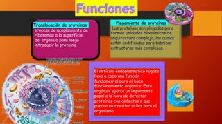 I
Translocación de proteínas
proceso de acoplamiento de
ribosomas a la superficie
del organelo para luego
introducir la proteína
Plegamiento de proteínas
Las proteínas son plegadas para
formas unidades bioquímicas de
arquitectura compleja, las cuales
están codificadas para fabricar
estructuras más complejas.
El retículo endoplasmático rugoso
lleva a cabo una función
fundamental para el buen
funcionamiento orgánico. Este
orgánulo ejerce un importante
papel a la hora de detectar
proteínas con defectos o que
puedan no resultar útiles para el
organismo.
 