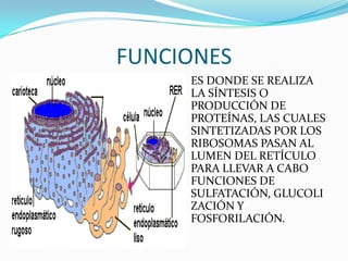 FUNCIONES
     ES DONDE SE REALIZA
     LA SÍNTESIS O
     PRODUCCIÓN DE
     PROTEÍNAS, LAS CUALES
     SINTETIZADAS POR LOS
     RIBOSOMAS PASAN AL
     LUMEN DEL RETÍCULO
     PARA LLEVAR A CABO
     FUNCIONES DE
     SULFATACIÓN, GLUCOLI
     ZACIÓN Y
     FOSFORILACIÓN.
 