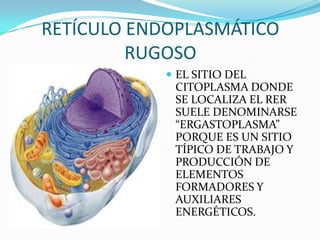 RETÍCULO ENDOPLASMÁTICO
         RUGOSO
             EL SITIO DEL
             CITOPLASMA DONDE
             SE LOCALIZA EL RER
             SUELE DENOMINARSE
             “ERGASTOPLASMA”
             PORQUE ES UN SITIO
             TÍPICO DE TRABAJO Y
             PRODUCCIÓN DE
             ELEMENTOS
             FORMADORES Y
             AUXILIARES
             ENERGÉTICOS.
 