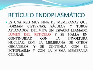 RETÍCULO ENDOPLASMÁTICO
 ES UNA RED MUY FINA DE MEMBRANAS QUE
 FORMAN CISTERNAS, SÁCULOS Y TUBOS
 APLANADOS. DELIMITA UN ESPACIO LLAMADO
 LÚMEN DEL RETÍCULO Y SE HALLA EN
 CONTINUIDAD     CON    LA    ENVOLTURA
 NUCLEAR, CON LA MEMBRANA DE OTROS
 ORGANELOS Y SE CONTÍNÚA CON EL
 ECTOPLASMA Y CON LA MISMA MEMBRANA
 CELULAR.
 