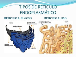 TIPOS DE RETÍCULO
         ENDOPLASMÁTICO
RETÍCULO E. RUGOSO   RETÍCULO E. LISO
 