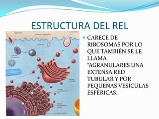 ESTRUCTURA DEL REL
          CARECE DE
          RIBOSOMAS POR LO
          QUE TAMBIÉN SE LE
          LLAMA
          “AGRANULARES UNA
          EXTENSA RED
          TUBULAR Y POR
          PEQUEÑAS VESÍCULAS
          ESFÉRICAS.
 
