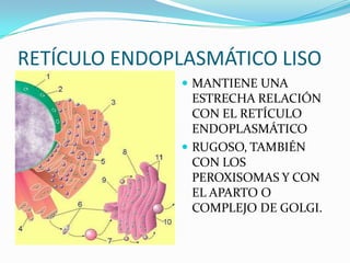 RETÍCULO ENDOPLASMÁTICO LISO
                MANTIENE UNA
                 ESTRECHA RELACIÓN
                 CON EL RETÍCULO
                 ENDOPLASMÁTICO
                RUGOSO, TAMBIÉN
                 CON LOS
                 PEROXISOMAS Y CON
                 EL APARTO O
                 COMPLEJO DE GOLGI.
 