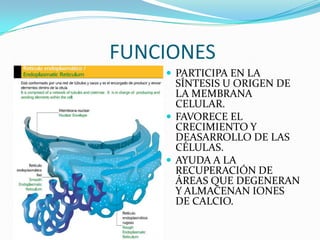 FUNCIONES
     PARTICIPA EN LA
      SÍNTESIS U ORIGEN DE
      LA MEMBRANA
      CELULAR.
     FAVORECE EL
      CRECIMIENTO Y
      DEASARROLLO DE LAS
      CÉLULAS.
     AYUDA A LA
      RECUPERACIÓN DE
      ÁREAS QUE DEGENERAN
      Y ALMACENAN IONES
      DE CALCIO.
 