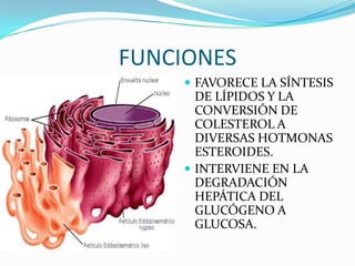 FUNCIONES
     FAVORECE LA SÍNTESIS
      DE LÍPIDOS Y LA
      CONVERSIÓN DE
      COLESTEROL A
      DIVERSAS HOTMONAS
      ESTEROIDES.
     INTERVIENE EN LA
      DEGRADACIÓN
      HEPÁTICA DEL
      GLUCÓGENO A
      GLUCOSA.
 