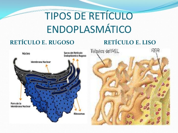 Resultado de imagen para “Retículo Endoplasmático Liso”
