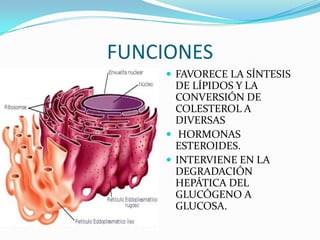 FUNCIONES
     FAVORECE LA SÍNTESIS
      DE LÍPIDOS Y LA
      CONVERSIÓN DE
      COLESTEROL A
      DIVERSAS
     HORMONAS
      ESTEROIDES.
     INTERVIENE EN LA
      DEGRADACIÓN
      HEPÁTICA DEL
      GLUCÓGENO A
      GLUCOSA.
 