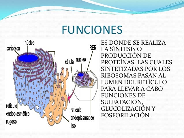 Reticulo endoplasmático