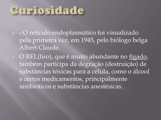  - O retículo endoplasmático foi visualizado
pela primeira vez, em 1945, pelo biólogo belga
Albert Claude.
 O REL(liso), que é muito abundante no fígado,
também participa da degração (destruição) de
substâncias tóxicas para a célula, como o álcool
e certos medicamentos, principalmente
antibióticos e substâncias anestésicas.
 