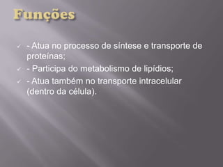  - Atua no processo de síntese e transporte de
proteínas;
 - Participa do metabolismo de lipídios;
 - Atua também no transporte intracelular
(dentro da célula).
 