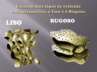 LISO RUGOSO
 