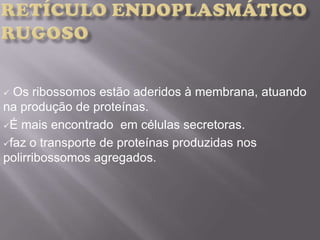  Os ribossomos estão aderidos à membrana, atuando
na produção de proteínas.
É mais encontrado em células secretoras.
faz o transporte de proteínas produzidas nos
polirribossomos agregados.
 
