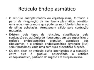 Reticulo Endoplasmático
• O retículo endoplasmático ou ergastoplasma, formado a
partir da invaginação da membrana plasmática, constitui
uma rede membranosa que pode ter morfologia tubular ou
de pilhas achatadas. Armazenam cálcio para contração
muscular.
• Existem dois tipos de retículos, classificados pela
conjugação ou ausência de ribossomos em sua superfície: o
retículo endoplasmático granular, associado aos
ribossomos, e o retículo endoplasmático agranular (liso)
sem ribossomos, cada uma com suas específicas funções.
• Os dois tipos de retículo estão interligados e a transição
entre eles é gradual, observando o retículo
endoplasmático, partindo do rugoso em direção ao liso.
 