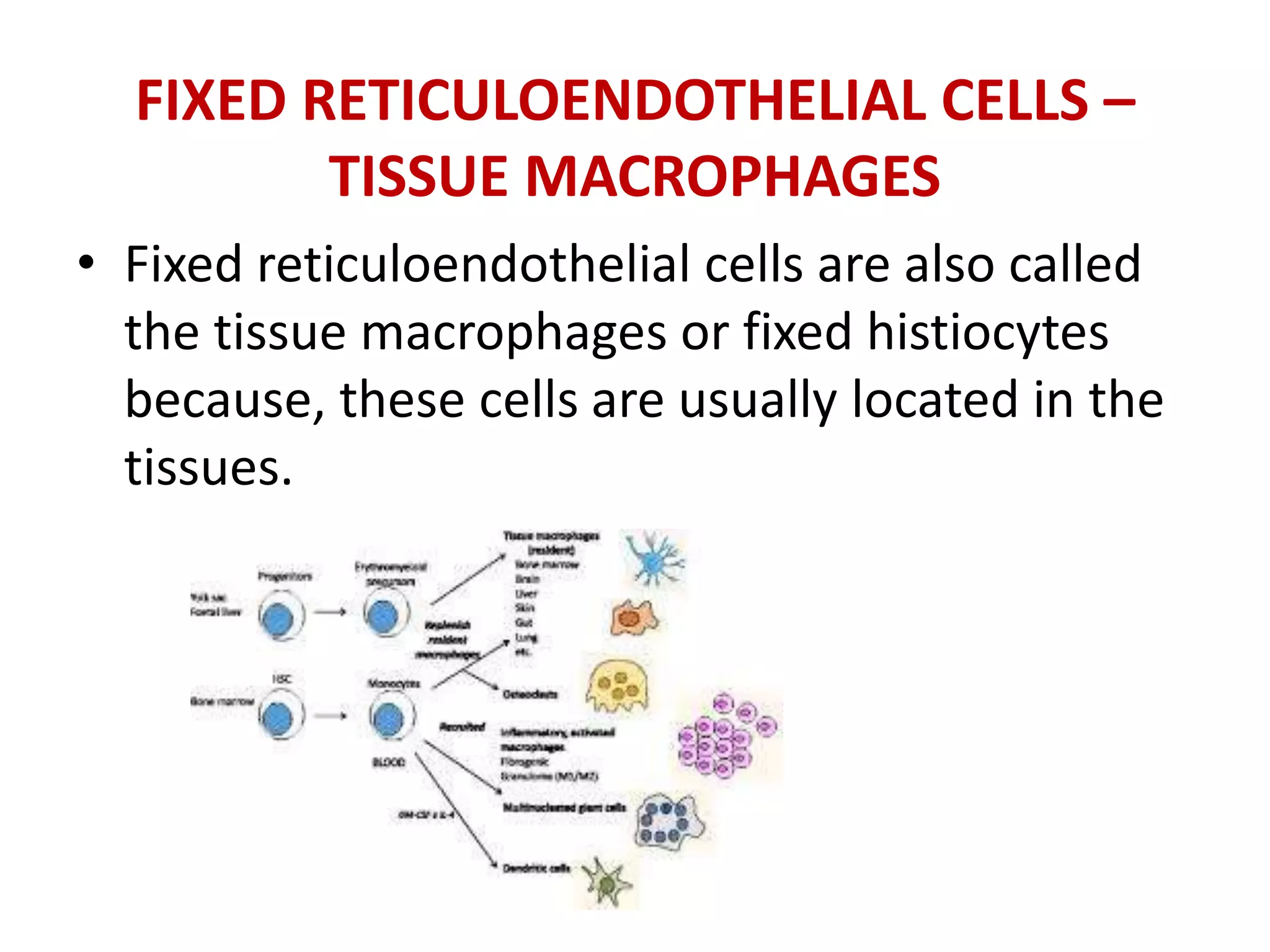FIXED RETICULOENDOTHELIAL CELLS –
TISSUE MACROPHAGES
• Fixed reticuloendothelial cells are also called
the tissue macrophages or fixed histiocytes
because, these cells are usually located in the
tissues.
 