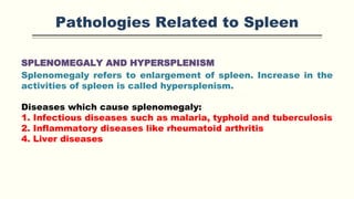 Pathologies Related to Spleen
SPLENOMEGALY AND HYPERSPLENISM
Splenomegaly refers to enlargement of spleen. Increase in the
activities of spleen is called hypersplenism.
Diseases which cause splenomegaly:
1. Infectious diseases such as malaria, typhoid and tuberculosis
2. Inflammatory diseases like rheumatoid arthritis
4. Liver diseases
 