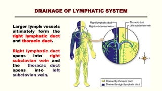 DRAINAGE OF LYMPHATIC SYSTEM
Larger lymph vessels
ultimately form the
right lymphatic duct
and thoracic duct.
Right lymphatic duct
opens into right
subclavian vein and
the thoracic duct
opens into left
subclavian vein.
 