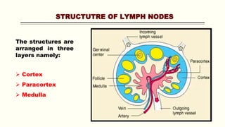 STRUCTUTRE OF LYMPH NODES
The structures are
arranged in three
layers namely:
 Cortex
 Paracortex
 Medulla
 
