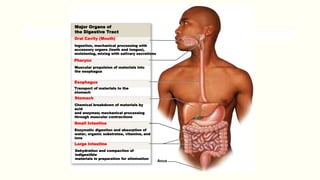 Muscular propulsion of materials into
the esophagus
Transport of materials to the
stomach
Major Organs of
the Digestive Tract
Oral Cavity (Mouth)
Pharynx
Esophagus
Stomach
Chemical breakdown of materials by
acid
and enzymes; mechanical processing
through muscular contractions
Small Intestine
Enzymatic digestion and absorption of
water, organic substrates, vitamins, and
ions
Large Intestine
Dehydration and compaction of
indigestible
materials in preparation for elimination
Anus
Ingestion, mechanical processing with
accessory organs (teeth and tongue),
moistening, mixing with salivary secretions
 