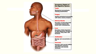 Accessory Organs of
the Digestive System
Mechanical processing by
chewing (mastication)
Teeth
Assists mechanical processing
with teeth, sensory analysis
Tongue
Secretion of lubricating fluid
containing enzymes that
break down carbohydrates
Salivary Glands
Secretion of bile (important
for lipid digestion), storage of
nutrients, many other vital
functions
Liver
Storage and concentration of
bile
Gallbladder
Exocrine cells secrete buffers
and digestive enzymes;
Endocrine cells secrete
hormones
Pancreas
 
