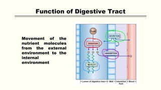 Movement of the
nutrient molecules
from the external
environment to the
internal
environment
Function of Digestive Tract
 