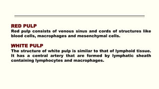 „
RED PULP
Red pulp consists of venous sinus and cords of structures like
blood cells, macrophages and mesenchymal cells.
„
WHITE PULP
The structure of white pulp is similar to that of lymphoid tissue.
It has a central artery that are formed by lymphatic sheath
containing lymphocytes and macrophages.
 