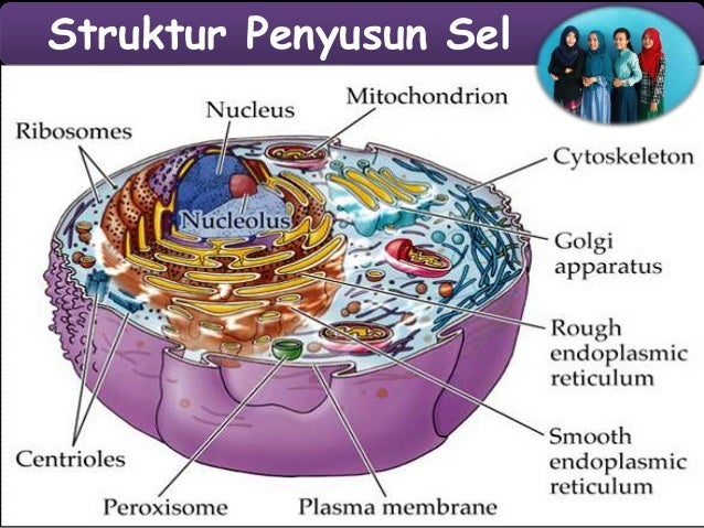  Retikulum  endoplasma 